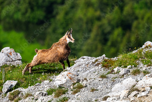 The Tatra Chamois, Rupicapra rupicapra tatrica. A chamois in its natural habitat during the transition from winter to summer fur. The Tatra Mountains, Slovakia. © Szymon Bartosz