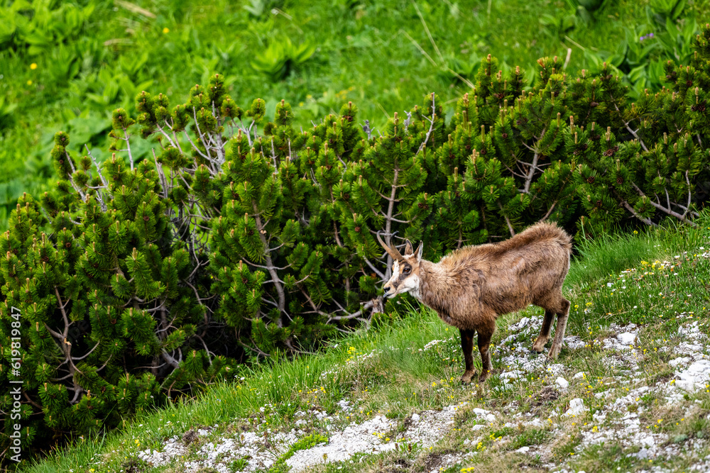 The Tatra Chamois, Rupicapra rupicapra tatrica. A chamois in its natural habitat during the transition from winter to summer fur. The Tatra Mountains, Slovakia.