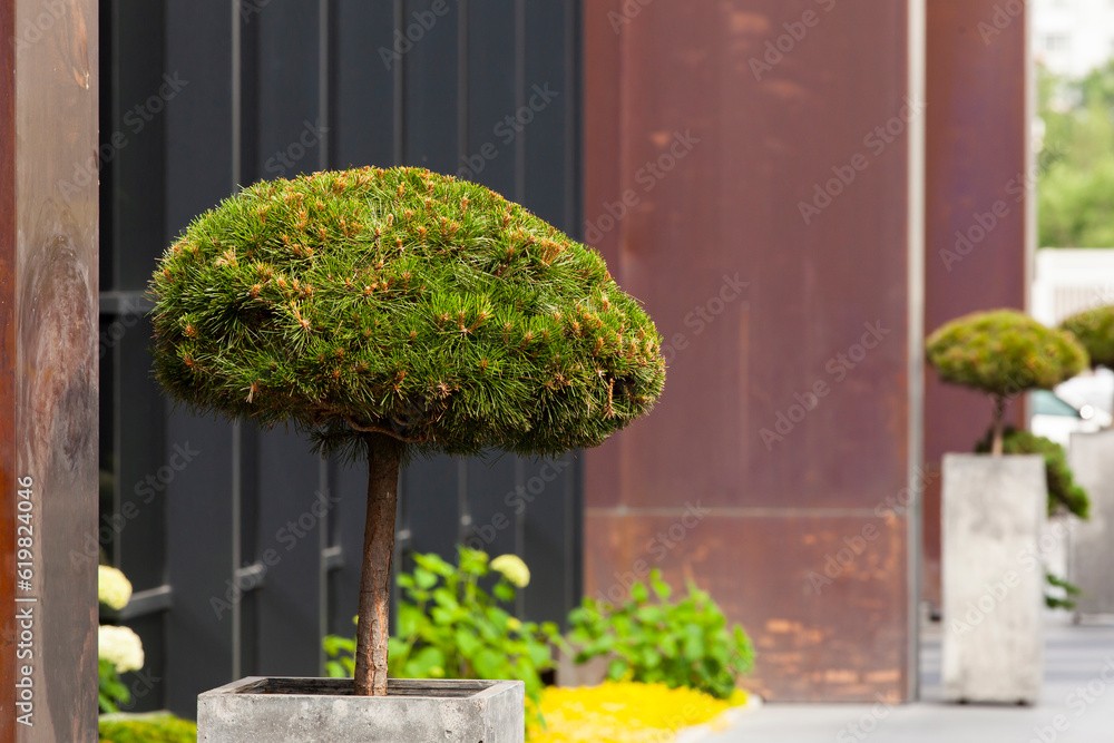 Decorative spruce tree in concrete pot. Gardening and Landscaping Industry.