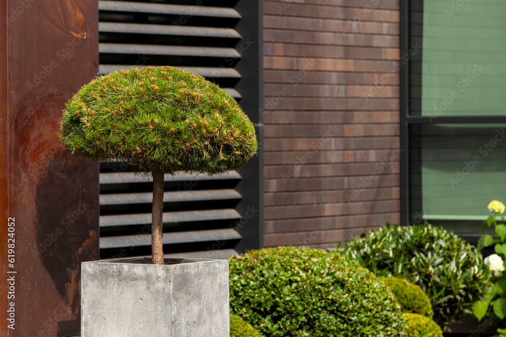 Decorative fir tree in square concrete pot. Gardening and Landscaping Industry.