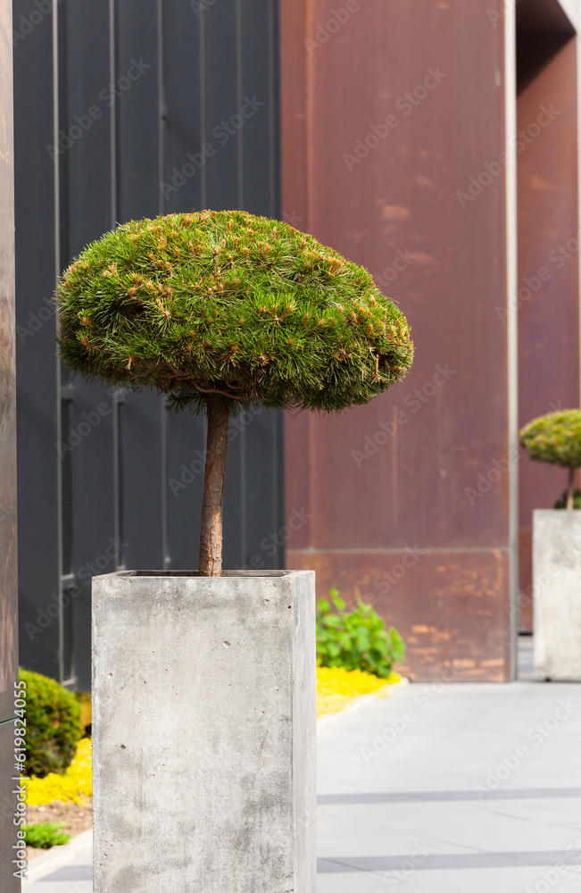 Decorative spruce tree in concrete pot. Gardening and Landscaping Industry.