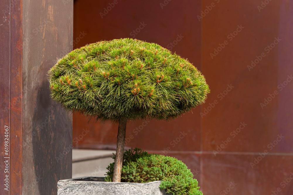 Decorative spruce tree in square concrete pot in front of the building. Landscape design.
