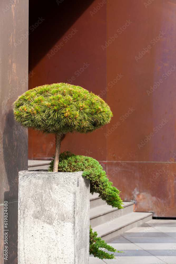 Decorative spruce tree in square concrete pot in front of the building. Landscape design.