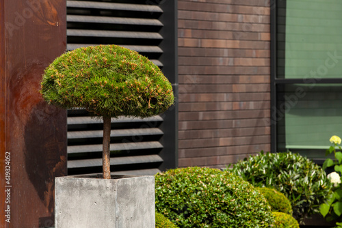 Obraz na płótnie Decorative fir tree in square concrete pot. Gardening and Landscaping Industry. w salonie