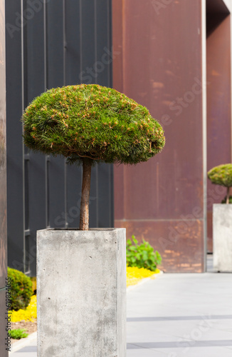 Obraz na płótnie Decorative spruce tree in concrete pot. Gardening and Landscaping Industry. w salonie