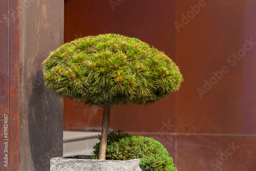 Obraz na płótnie Decorative spruce tree in square concrete pot in front of the building. Landscape design. w salonie