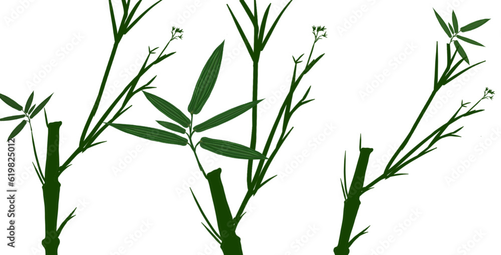 Obraz premium Green bamboo plant stems with white background