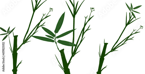 Green bamboo plant stems with white background