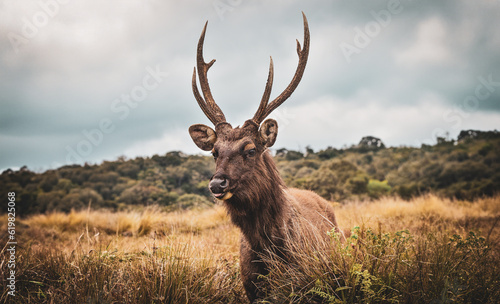 deer in the woods © vajirasg