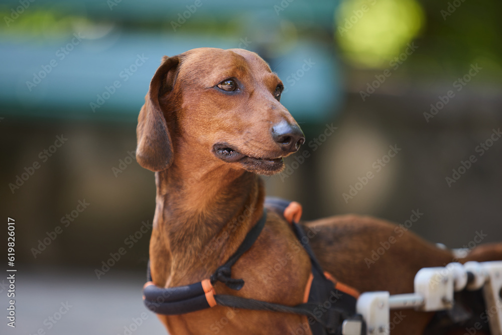 Portrait of a cute brown dachshund dog in a wheelchair. Paraplegic pet on a walk outdoors