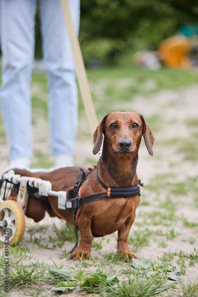 Active paraplegic dog in a wheelchair on a walk. Portrait of a paralyzed brown dachshund in a cart