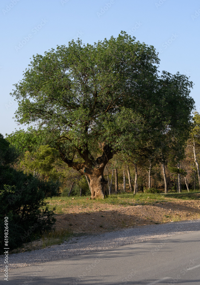 Atlas pistachio (Pistacia Atlantica) tree in the Aures mountains