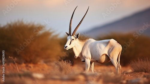 Foto Arabian oryx or white oryx, antelope with a distinct shoulder bump, Animal in the nature habitat, Shaumari reserve, Jordan