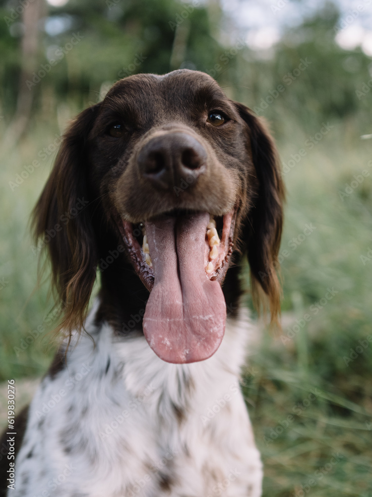 Adorable dog outdoor. Münsterländer pointer. Adorable dog outdoor. Münsterländer pointer.