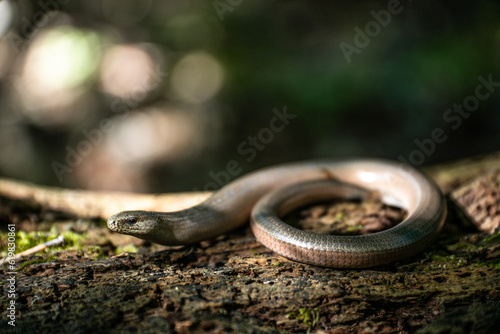 Canvas Print Eastern slowworm (Anguis colchica) female on a fallen log