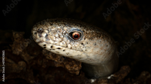Eastern slowworm (Anguis colchica) female, macro close-up in an underground burrow