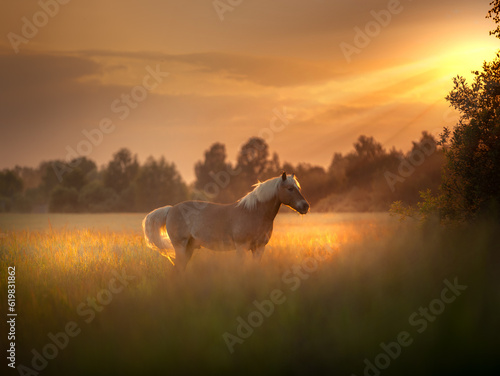 Golen horse is on a field on the sunset light
