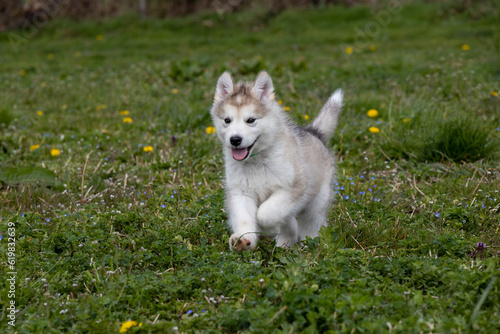 Cute little pomski Husky Alaskan Malamute puppy playing having fun in the grass running around standing sitting in the park
