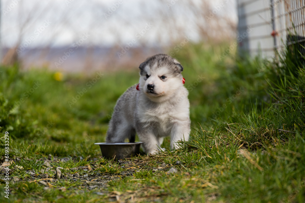 Cute little pomski Husky Alaskan Malamute puppy playing having fun in the grass running around standing sitting in the park