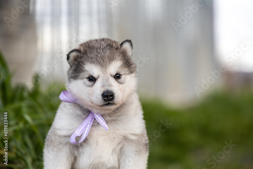 Cute little pomski Husky Alaskan Malamute puppy playing having fun in the grass running around standing sitting in the park