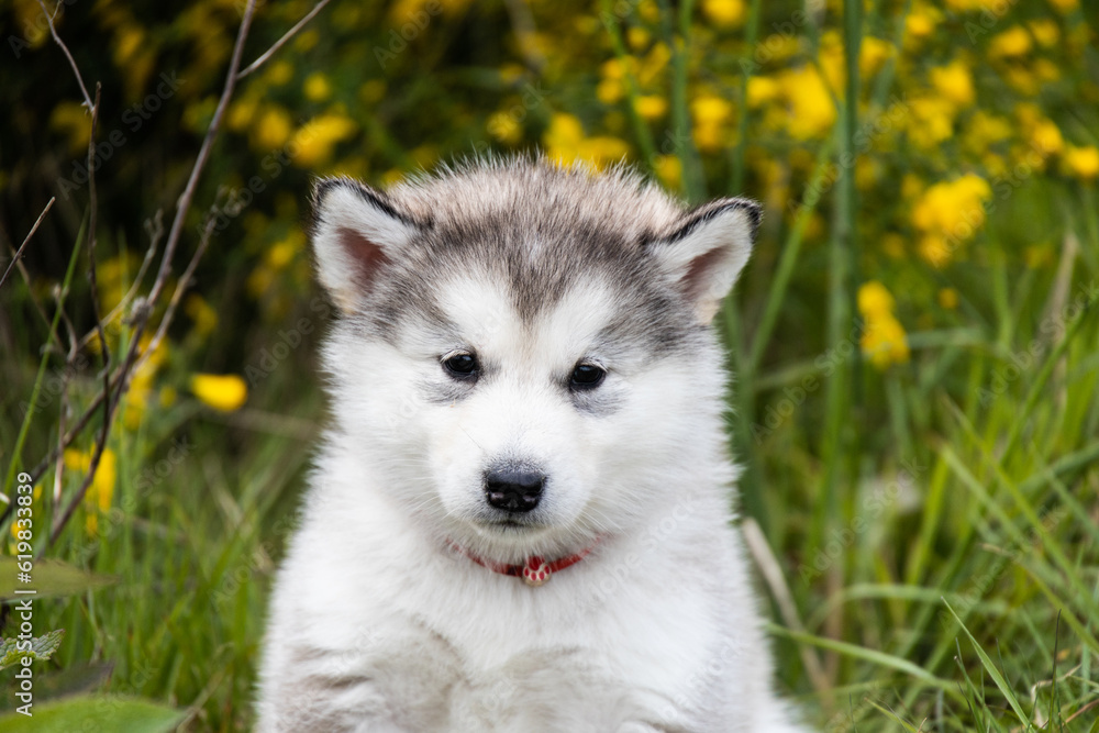 Cute little pomski Husky Alaskan Malamute puppy playing having fun in the grass running around standing sitting in the park Cute little pomski Husky Alaskan Malamute puppy playing having fun in the grass running around standing sitting in the park