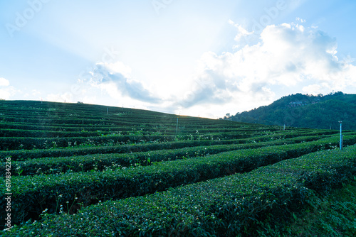 Fototapeta Naklejka Na Ścianę i Meble -  tea plantation and green tea plantation