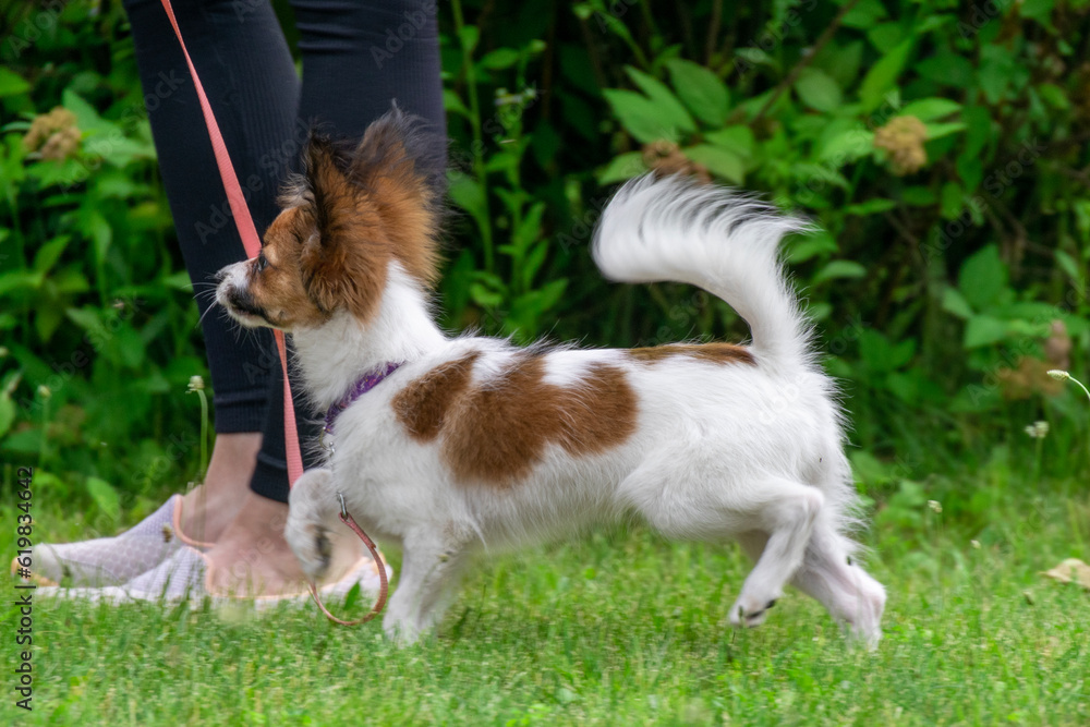Small cute papillon chihuahua yorkshire terrier spitz pomeranian moves in the grass runs at a dog show in motion running sits