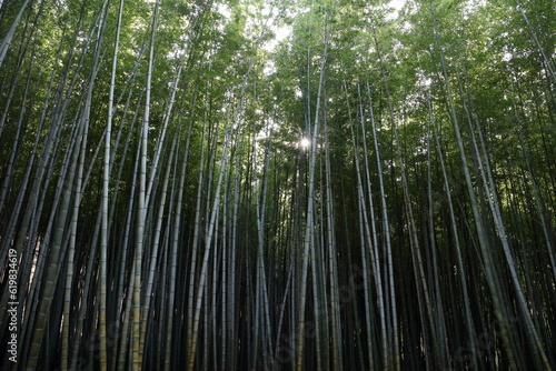 green bamboo forest