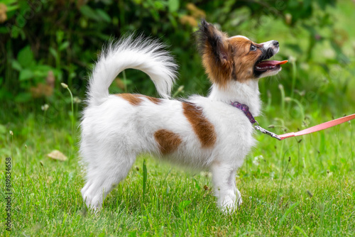 Small cute papillon chihuahua yorkshire terrier spitz pomeranian moves in the grass runs at a dog show in motion running sits