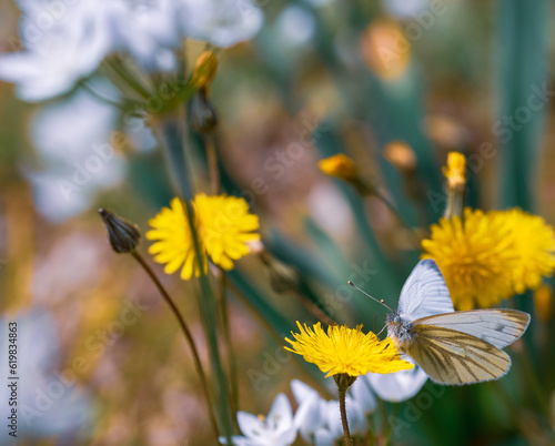White butterfly on a yellow flower in a flower meadow with yellow and white flowers