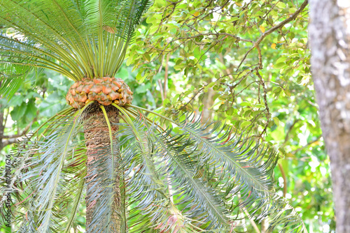 Cycad Khao or Assam Cycad is a plant in the genus Cycads. Found at elevations around 300 - 1200 meters in dry areas and on limestone hills and red soil in monsoon zones. photo