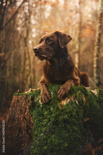 Labrador Hund am Baumstumpf