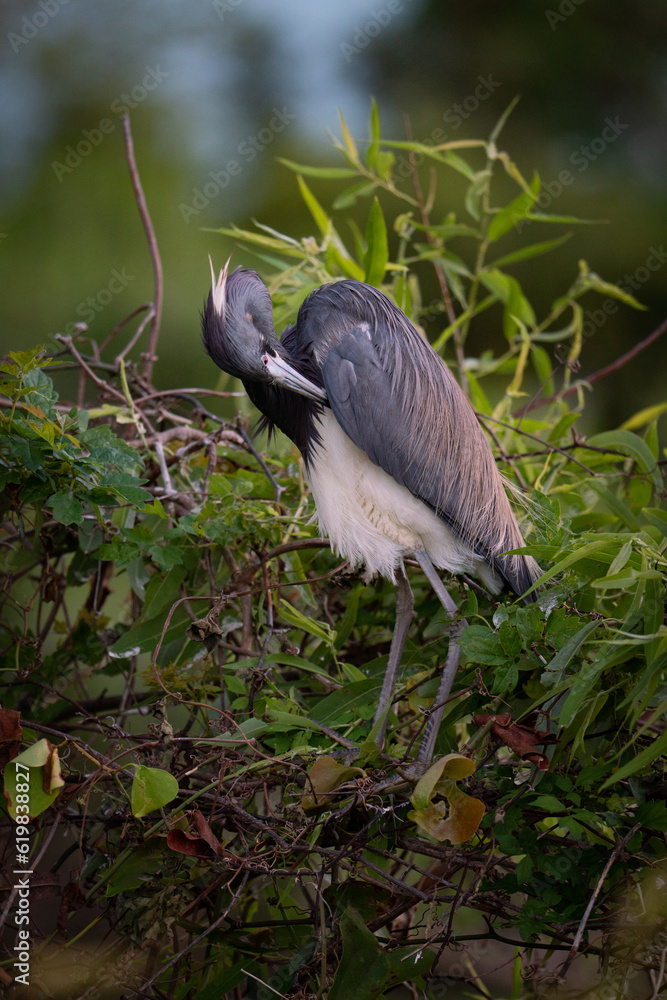 Fototapeta premium Birds at a rookery in Port Royal, South Carolina near Hunting Island State Park