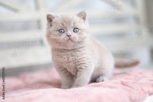Fototapeta Naklejka Na Ścianę i Meble -  Kuschelige Samtpfoten Britisch Kurzhaar Katzenkinder