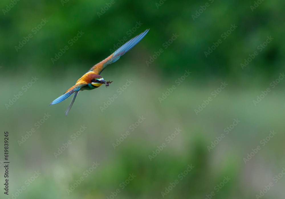 Bee eater in flight with inect
