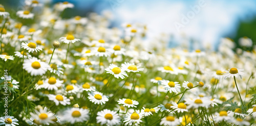 Immersing in the Beauty of Chamomile Flowers, Generative AI