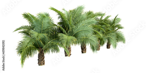 Palm trees isolated on white background
