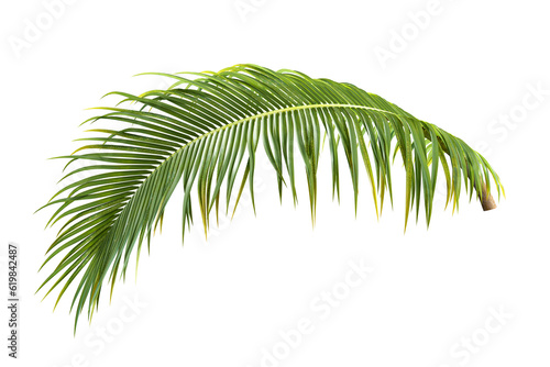 Fototapeta Naklejka Na Ścianę i Meble -  Palm leaf isolated on white