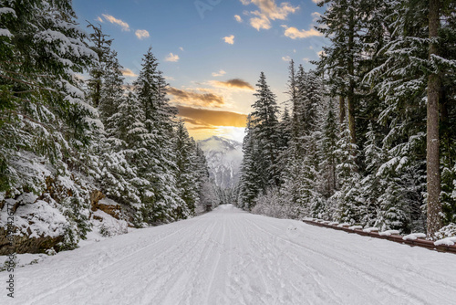A snow covered road through a mountains pine forest with trees covered in snow.