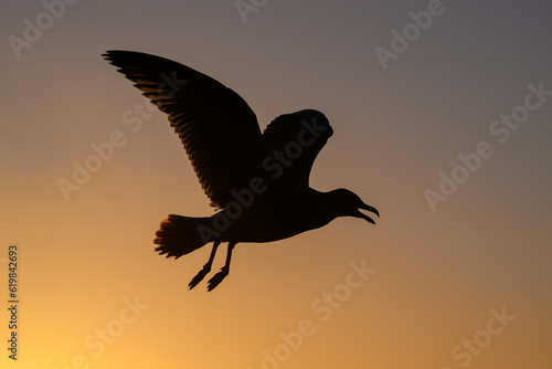 Herring Gull in flight at sunrise against a golden sky