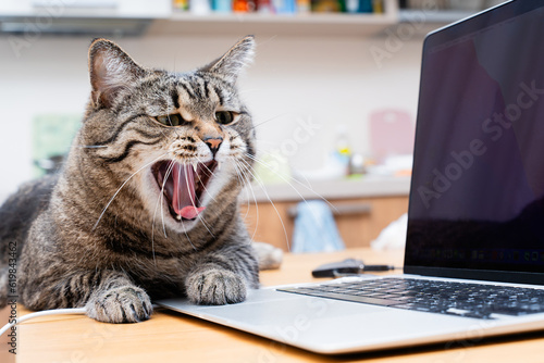 Cute domestic cat lies on the table near the laptop keyboard and yawns. High quality photo