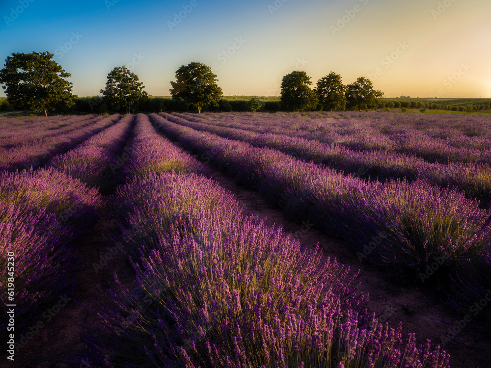 Obraz premium Campo de lavanda