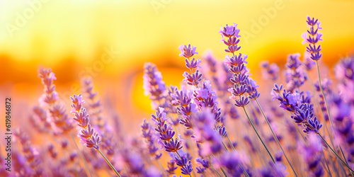 Yellow and Purple Blooming Lavender in Field at Sunset Sunrise  in Provence, France, Close up