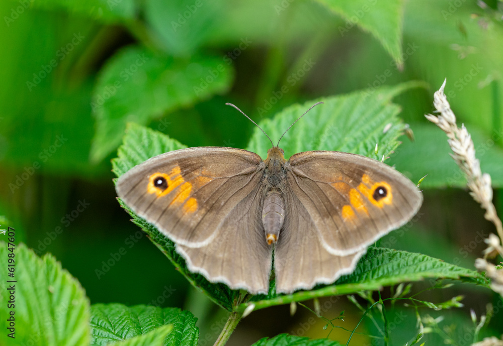 maniola jurtina butterfly on leaf maniola jurtina butterfly on leaf