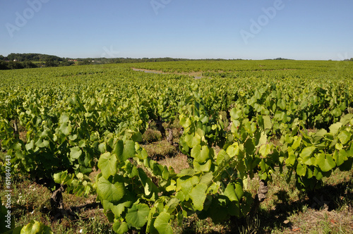 The Nantes vineyard at Saint-Fiacre
