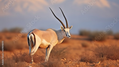 Arabian Oryx in their Natural Habitat at Shaumari Reserve, Jordan. Generative AI