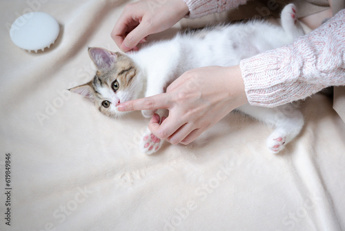woman hand play and takecare scottish straight tabby classic kitten © tickcharoen04