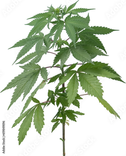 cannabis, hemp plant cut out on transparent background.