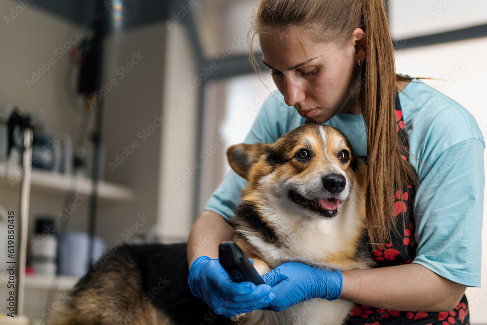young girl groomer carefully trims the legs of a corgi dog, cuts the fur in a professional pet care salon