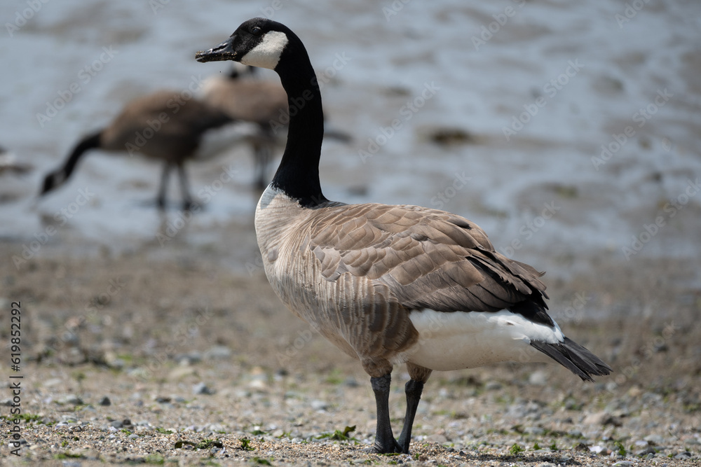 canada goose on the beach canada goose on the beach